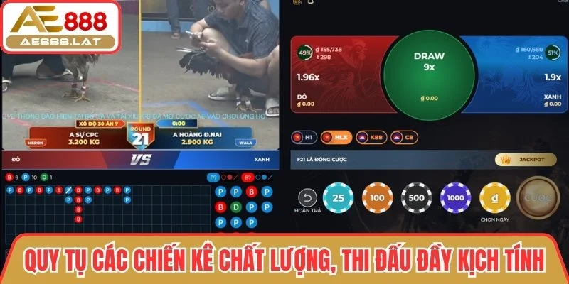 Quy tụ các chiến kê chất lượng, thi đấu đầy kịch tính