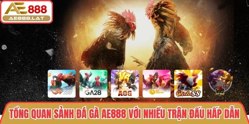 Tổng quan sảnh Đá Gà AE888 với nhiều trận đấu hấp dẫn