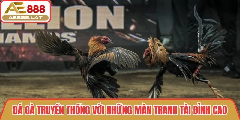 Đá gà truyền thống với những màn tranh tài đỉnh cao
