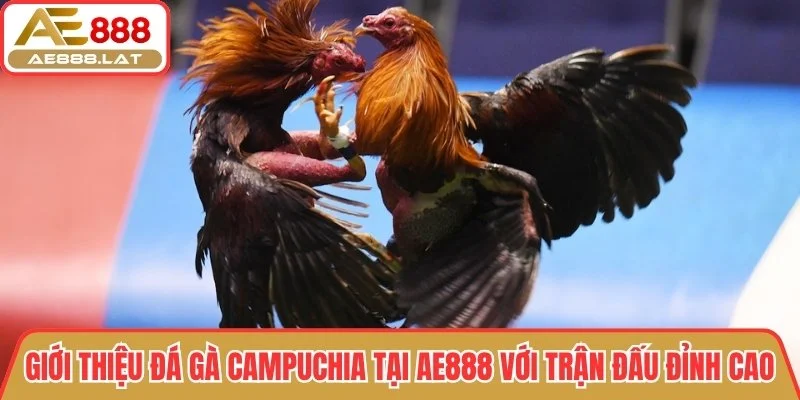 Giới thiệu đá gà Campuchia tại AE888 với trận đấu đỉnh cao