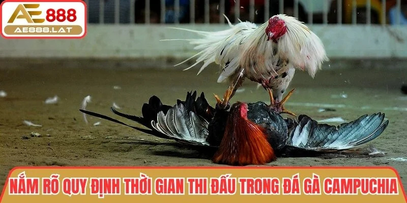 Nắm rõ quy định thời gian thi đấu trong đá gà Campuchia