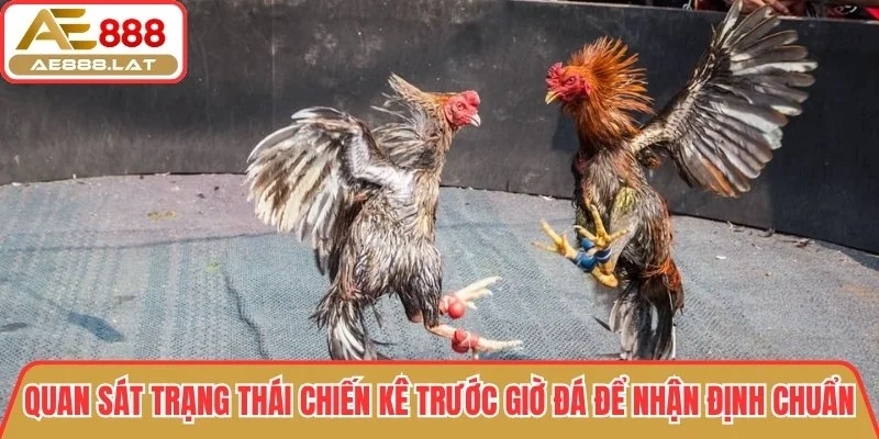 Quan sát trạng thái chiến kê trước giờ đá để nhận định chuẩn