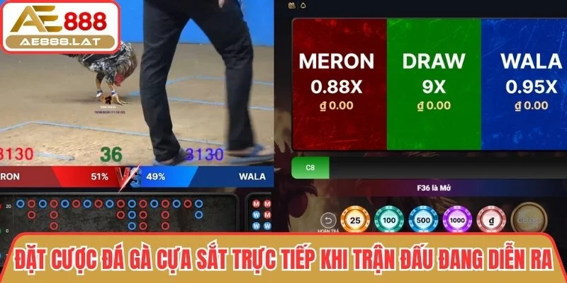 Đặt cược đá gà cựa sắt trực tiếp khi trận đấu đang diễn ra hấp dẫn
