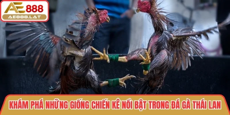 Khám phá những giống chiến kê nổi bật trong đá gà Thái Lan