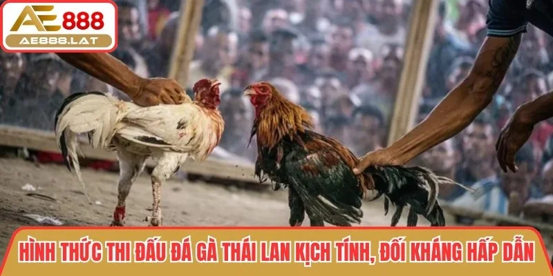 Hình thức thi đấu đá gà Thái Lan kịch tính, đối kháng hấp dẫn