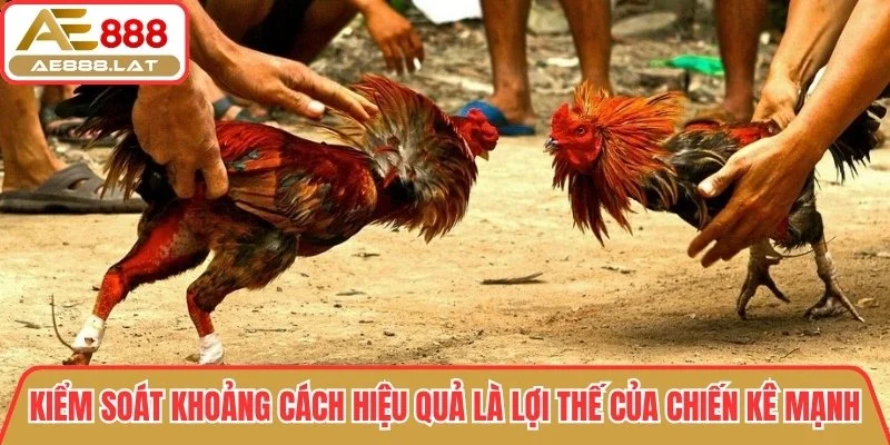 Kiểm soát khoảng cách hiệu quả là lợi thế của chiến kê mạnh