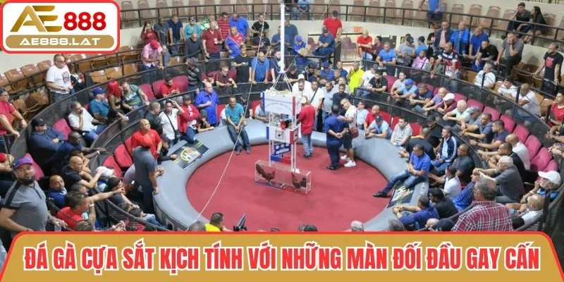 Đá gà cựa sắt kịch tính với những màn đối đầu gay cấn