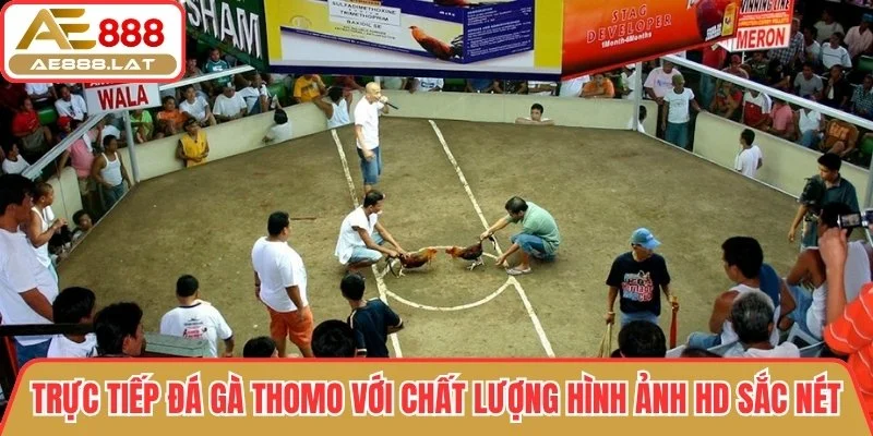 Trực tiếp đá gà Thomo với chất lượng hình ảnh HD sắc nét