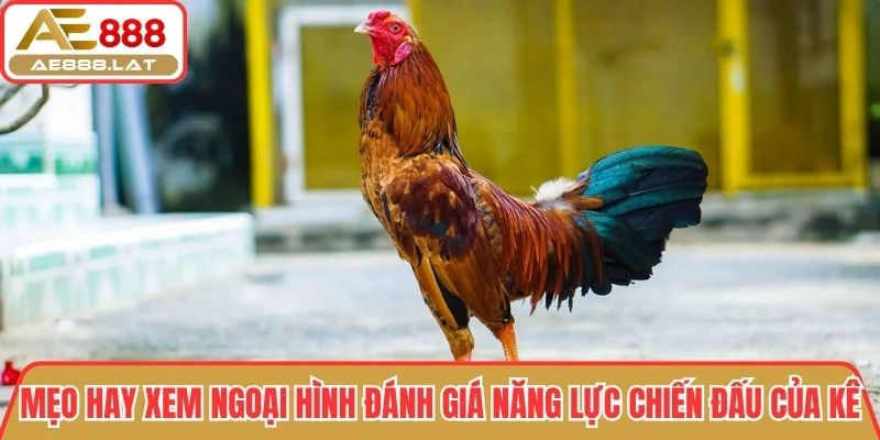 Mẹo hay xem ngoại hình để đánh giá năng lực chiến đấu của kê