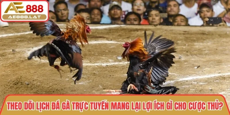 Theo dõi lịch đá gà trực tuyến mang lại lợi ích gì cho cược thủ?