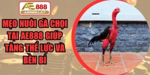 Mẹo Nuôi Gà Chọi