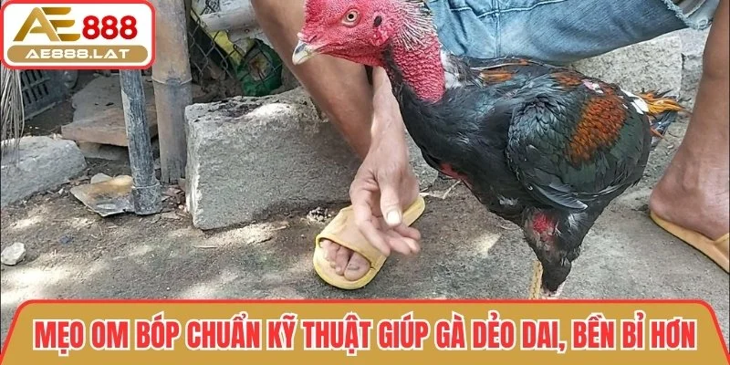 Om bóp chuẩn kỹ thuật giúp gà dẻo dai, bền bỉ hơn