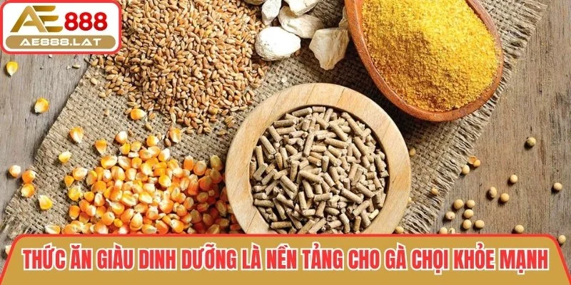 Thức ăn giàu dinh dưỡng là nền tảng cho gà chọi khỏe mạnh