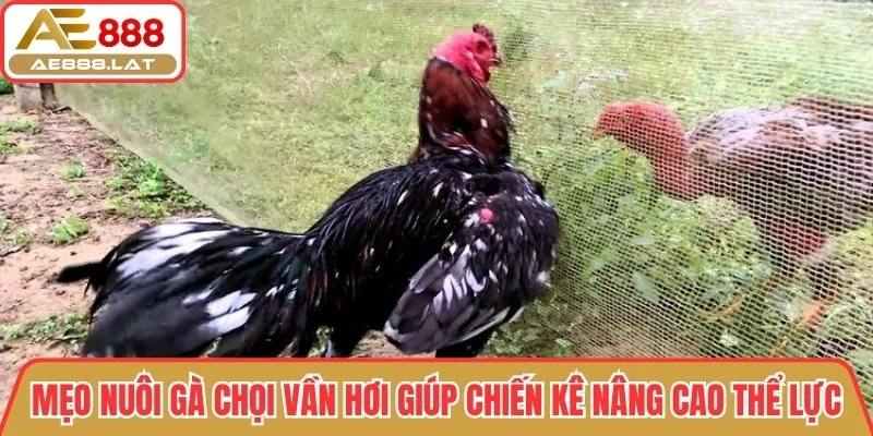 Mẹo nuôi gà chọi vần hơi giúp chiến kê nâng cao thể lực