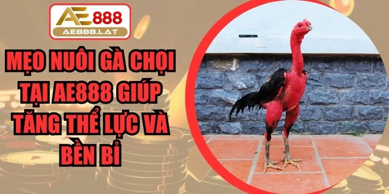 Mẹo Nuôi Gà Chọi
