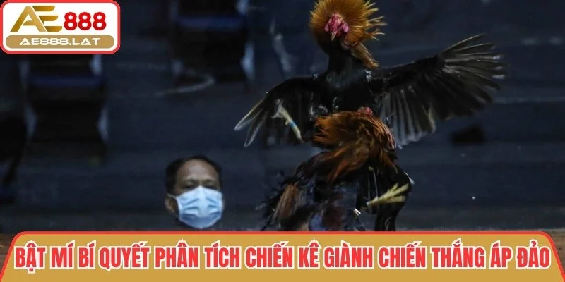 Bí quyết phân tích chiến kê giành chiến thắng áp đảo
