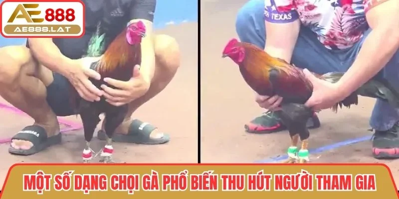 Một số dạng chọi gà phổ biến thu hút người tham gia