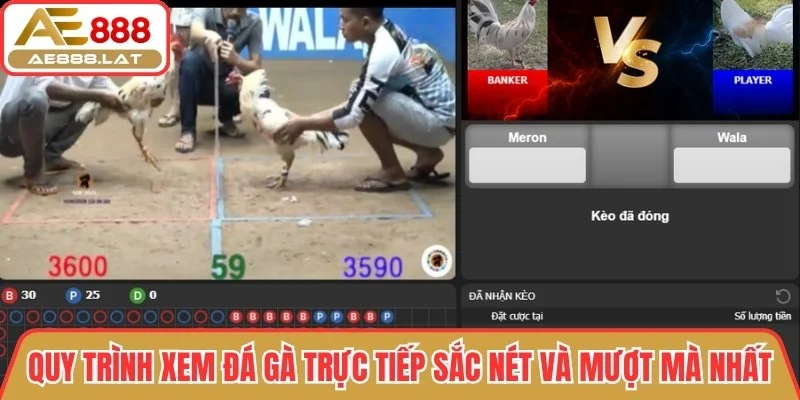 Quy trình xem đá gà trực tiếp sắc nét và mượt mà nhất