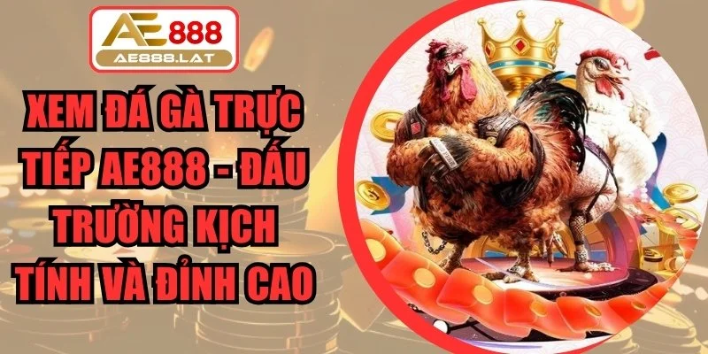 Xem Đá Gà Trực Tiếp
